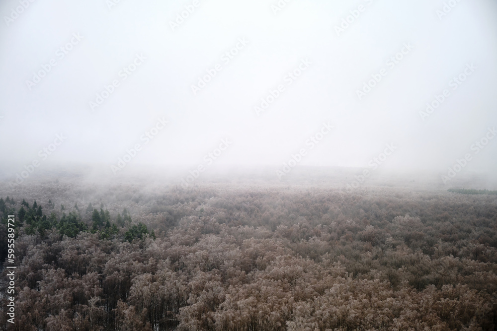 Snow storm over a forest with trees without foliage Snow storm over a forest with trees without foliage