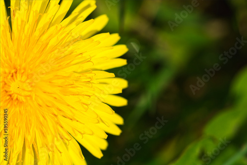 Dandelion