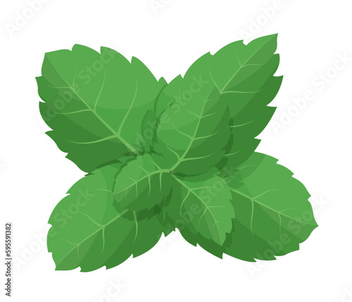 Mint leaf isolated on white background