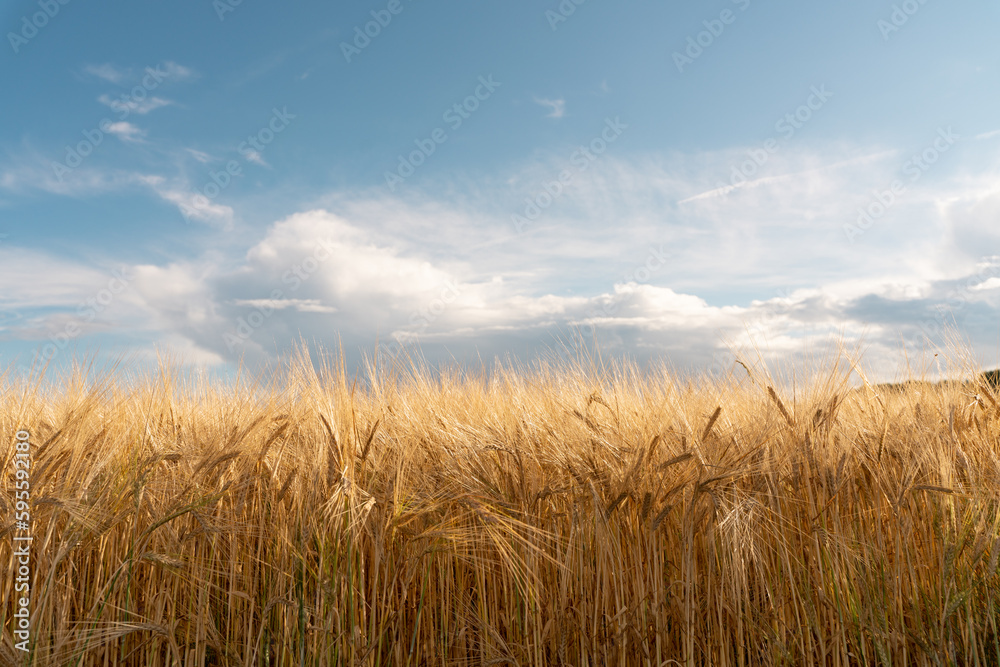 Ripe ears of wheat are golden in color. Ripe ears of golden barley. Raw materials for the production of whiskey.