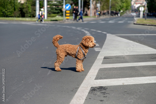 A confused runaway dog standing in the middle of the crossroads