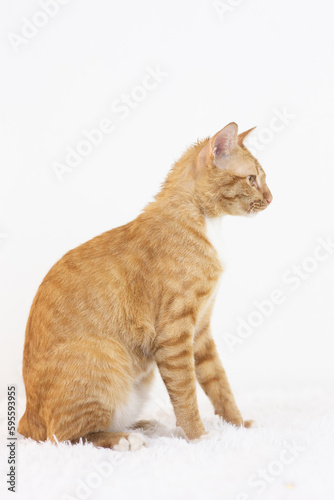 Orange Domestic Shorthair Tabby cat