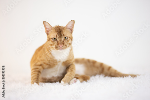 Orange Domestic Shorthair Tabby cat