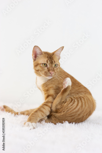 Orange Domestic Shorthair Tabby cat