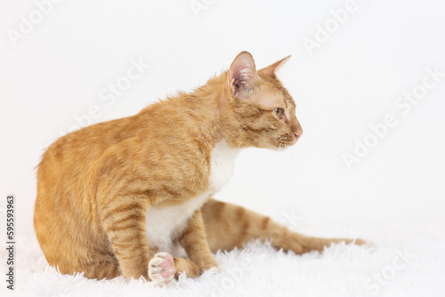 Orange Domestic Shorthair Tabby cat
