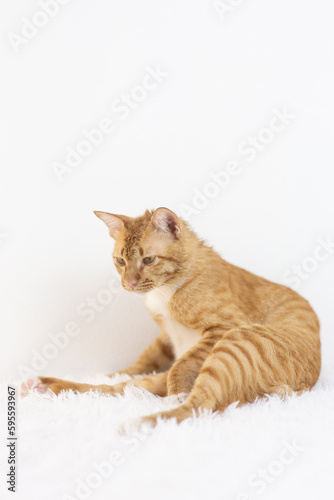 Orange Domestic Shorthair Tabby cat