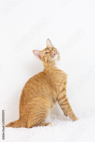 Orange Domestic Shorthair Tabby cat