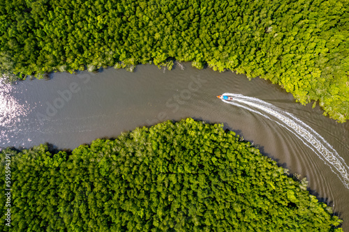 A bird's eye view of the perfect mangrove forest.