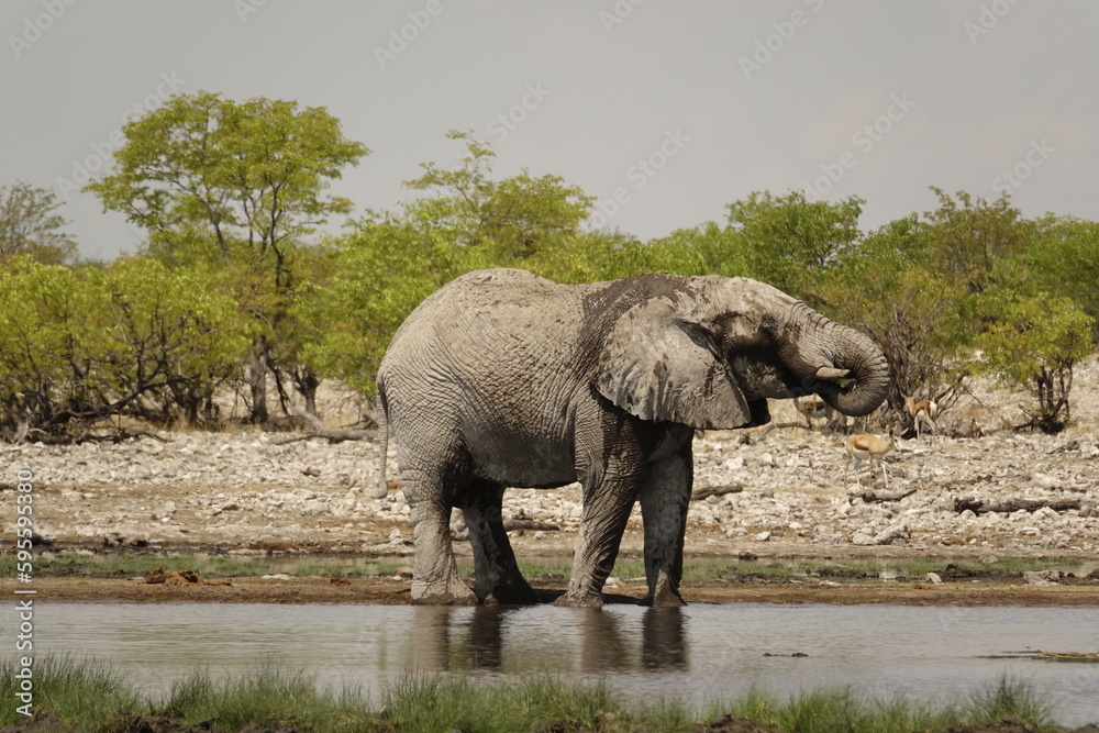 Fototapeta premium Eléphant 