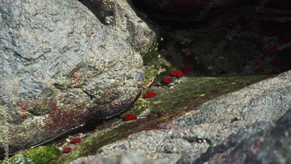 sea life in a small tidal tidal pool at the coastline of the pacific ocean in Chile, South America. sea life in a small tidal tidal pool at the coastline of the pacific ocean in Chile, South America.