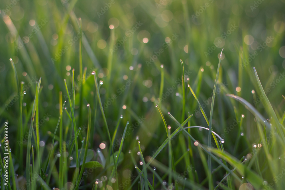 green grass with dew drops,green grass background