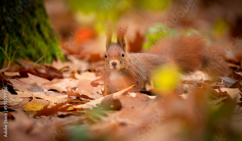 Beautiful squirrel sitting in the leaves and holding a nut.