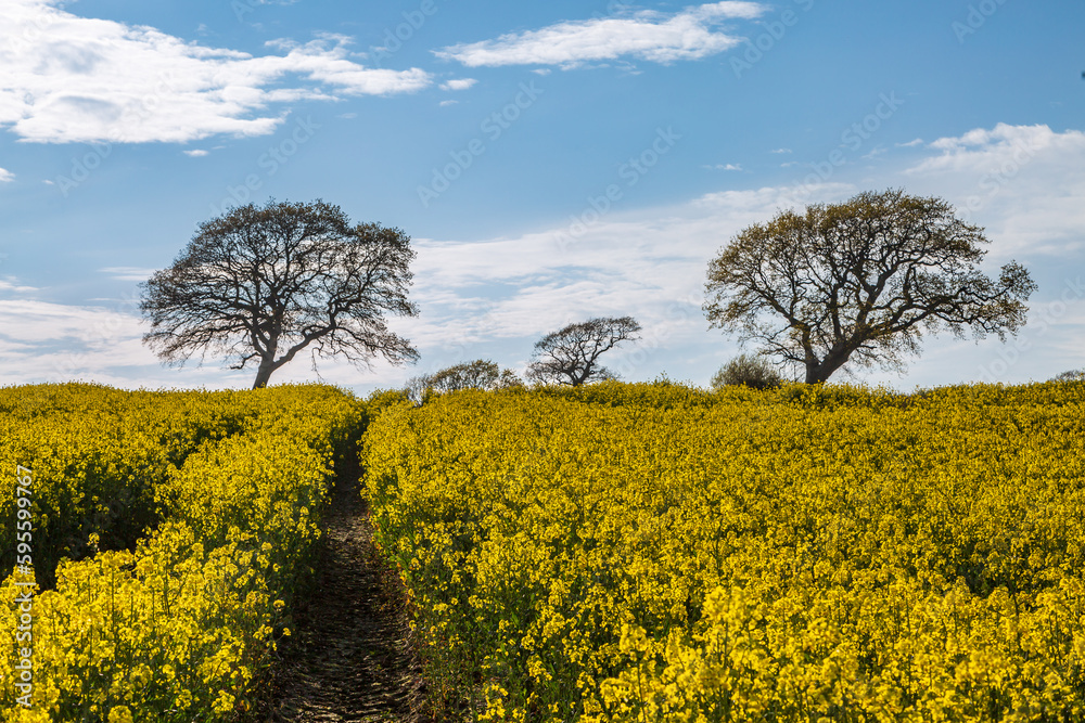 Looking out over a field of oilseed rape with trees on the horizon