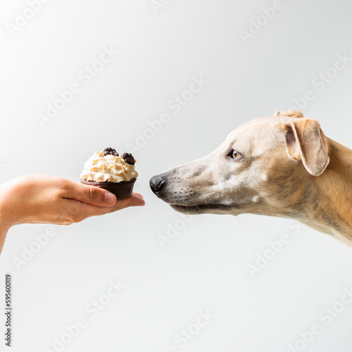 dog birthday cupcake, dog treats