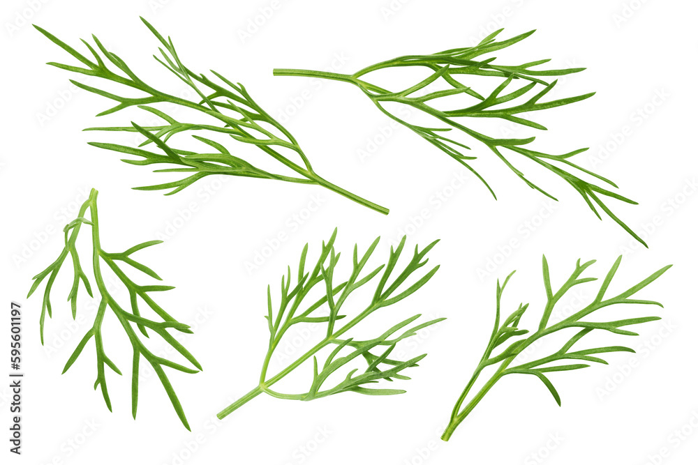 Dill isolated on white background, full depth of field Dill isolated on white background, full depth of field