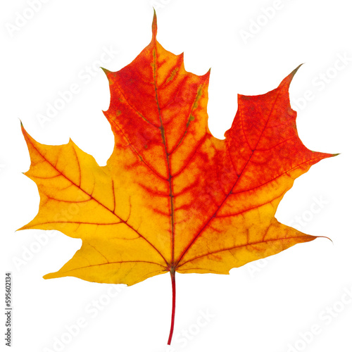 autumn maple leaf isolated on white background, full depth of field