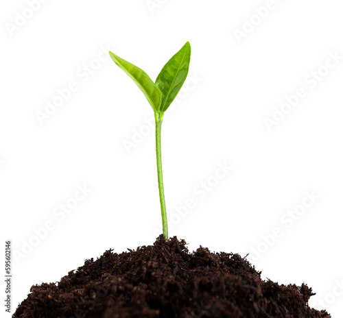 Foto young plant growing from soil, sprout isolated on white background