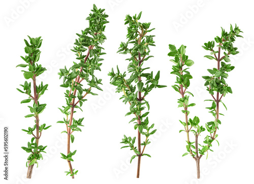 Thyme isolated on white background, full depth of field