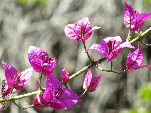 pink flowers