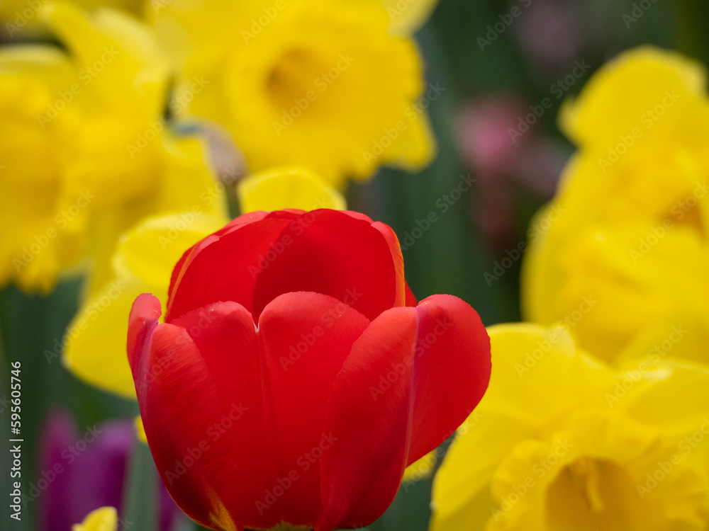 Fototapeta premium Rot-gelbe Blumenpracht