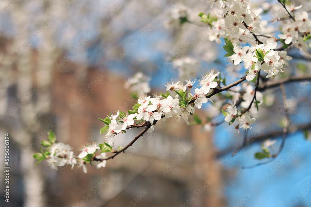 A branch of a tree blooming with white flowers in the city. Spring white flowers on tree branches with selective focus. Spring season in the park, natural background