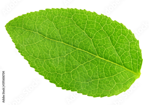 Blueberry leaf, isolated on white background, full depth of field