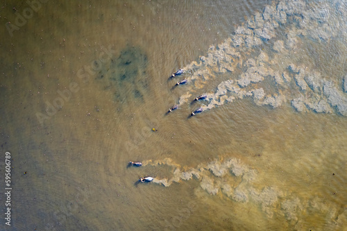Aerial view of domestic water buffaloes in wetland, Located in Thale Noi, Phatthalung province, Thailand.
