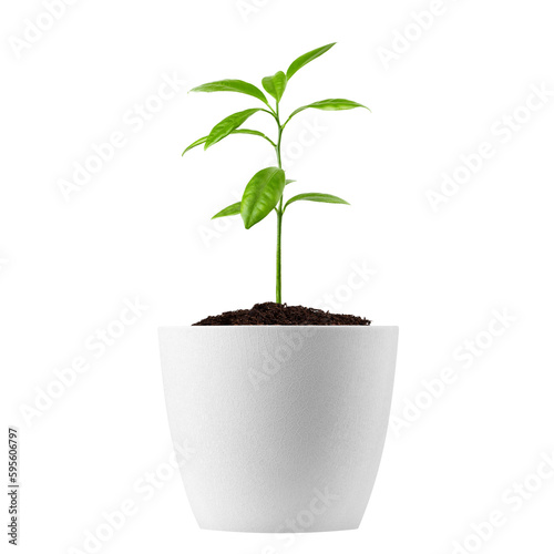 Принти на полотні young plant growing in pot, isolated on white background