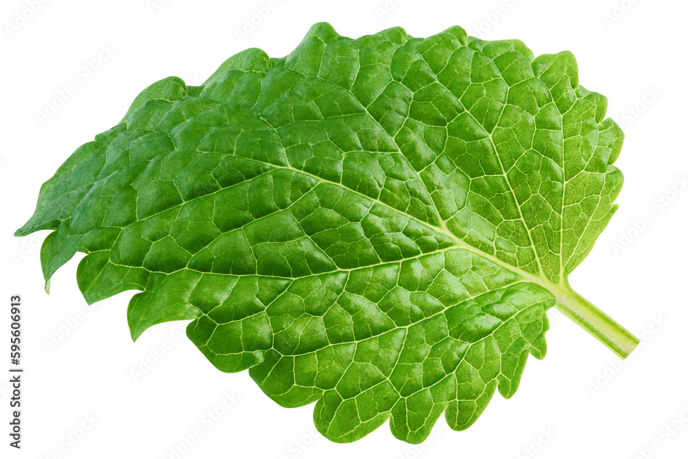 Melissa leaf, lemon balm isolated on white background, full depth of field Melissa leaf, lemon balm isolated on white background, full depth of field