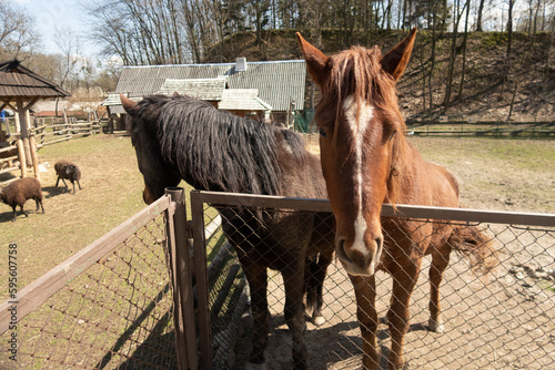 Two brown horses stand behind a fence