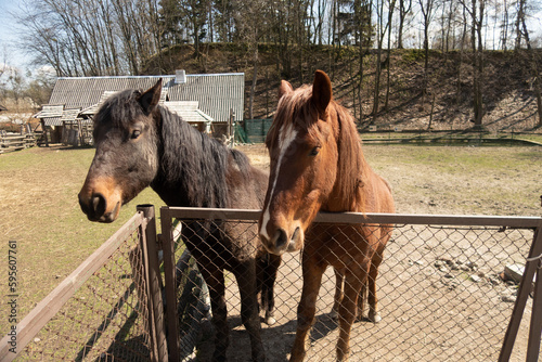 Two brown horses stand behind a fence