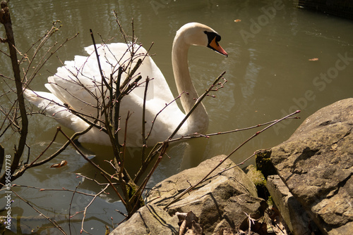 White swan on the lake near a horse through tree branches