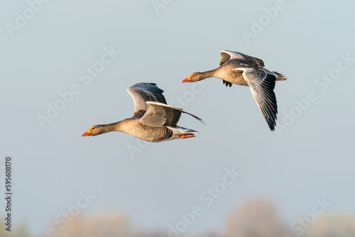 Two Greylag Goose  Anser anser   in flight. Gelderland in the Netherlands.                                                