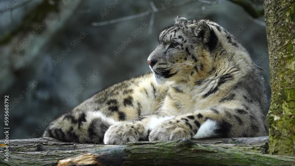 Video of Snow leopard in zoo