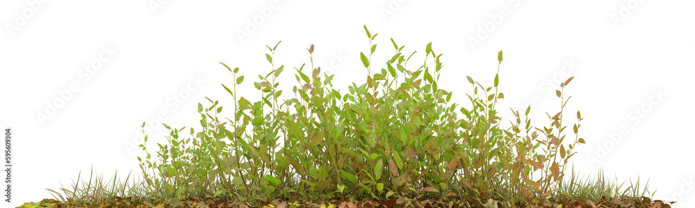 Green plant with dried leaves on transparent background, nature meadow, autumn plant, 3d render illustration. Green plant with dried leaves on transparent background, nature meadow, autumn plant, 3d render illustration.