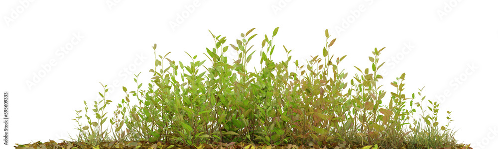 Green plant with dried leaves on transparent background, nature meadow, autumn plant, 3d render illustration.