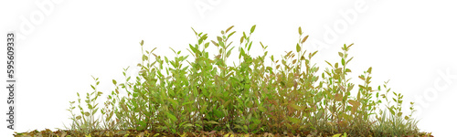 Green plant with dried leaves on transparent background, nature meadow, autumn plant, 3d render illustration.