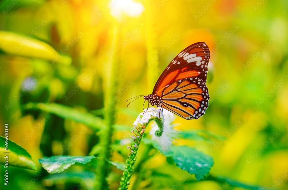 Image of a butterfly on the flower with blurry background. Image of a butterfly on the flower with blurry background.