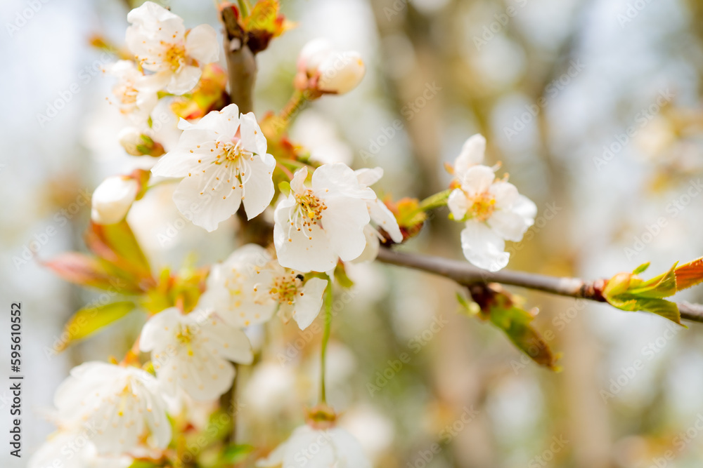 Shallow focus of wonderful springtime blossom seen on wild trees in a nature reserve.