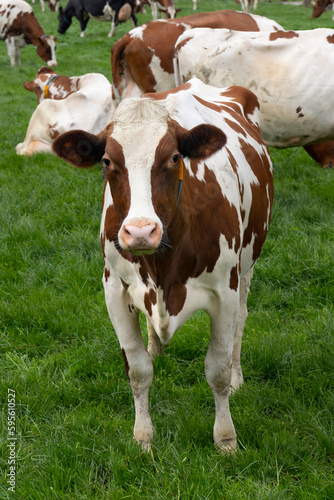 Curious Dutch young cow standing in the meadow looking into camera 