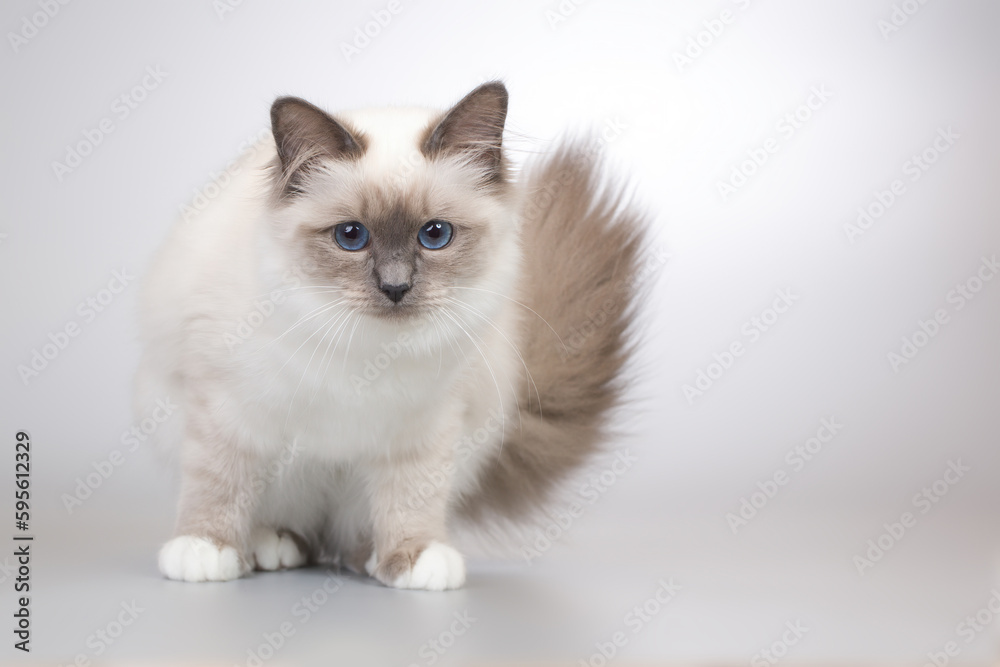 Four months old kitten female of Birma cat portrait Four months old kitten female of Birma cat portrait