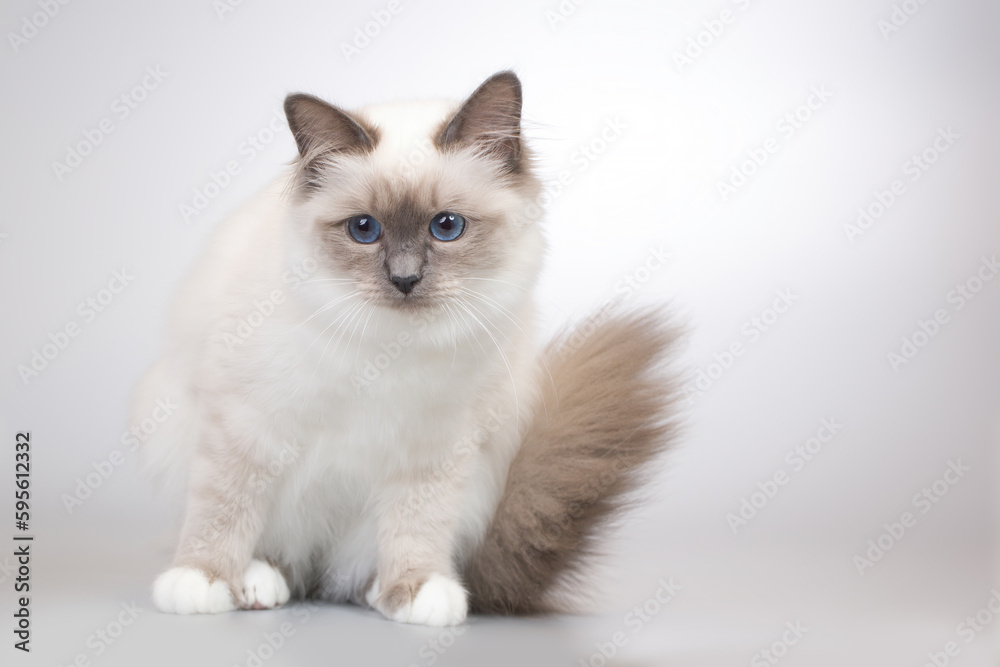 Four months old kitten female of Birma cat portrait Four months old kitten female of Birma cat portrait
