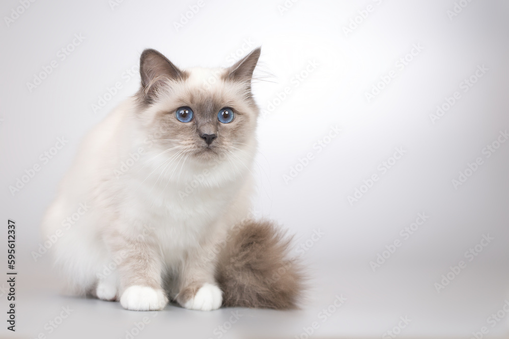 Four months old kitten female of Birma cat portrait Four months old kitten female of Birma cat portrait