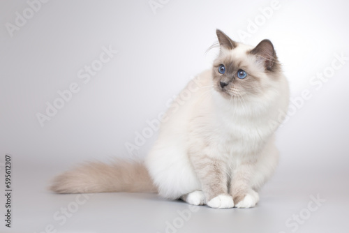 Four months old kitten female of Birma cat portrait