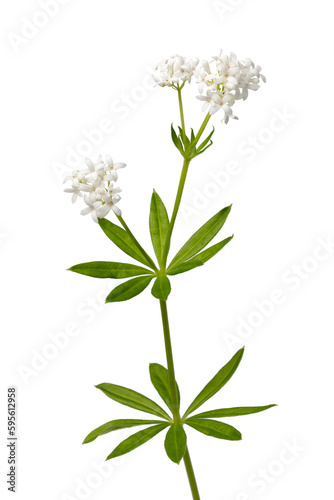 Twig of fresh green sweet woodruff plant with flowers close up on white background