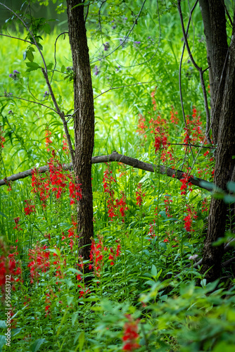 red wildflowers on the forest floor at the edge of a meadow