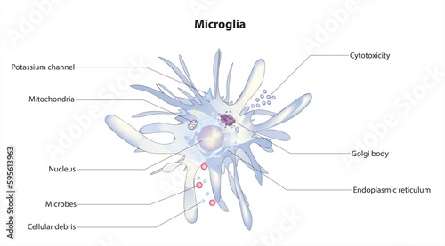 Microglia photo