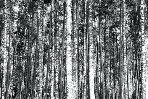 Overexposed image of birch and pine trees in straight vertical lines. Black and white, abstract background pattern texture © Pontus