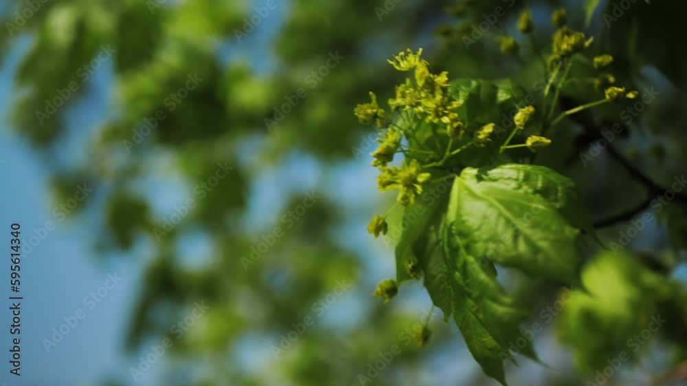 green maple leaves that bloom. fresh maple leaves close-up in sunlight. green maple leaves that bloom. fresh maple leaves close-up in sunlight.
