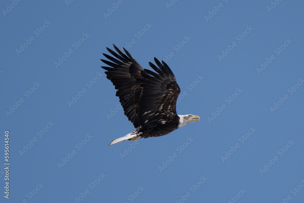 bald eagle soaring through a blue sky bald eagle soaring through a blue sky